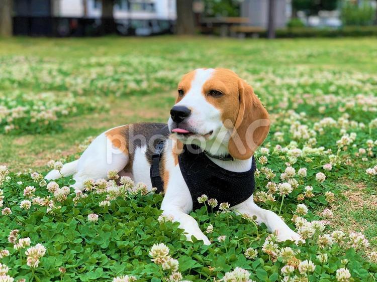 シロツメクサとビーグル 犬,ビーグル,花の写真素材
