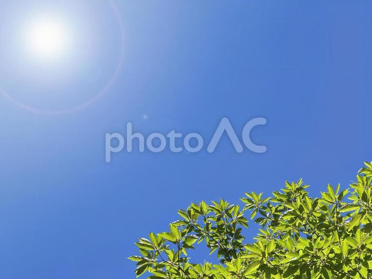 眩しい太陽に照らされる新緑 初夏,太陽,青空の写真素材