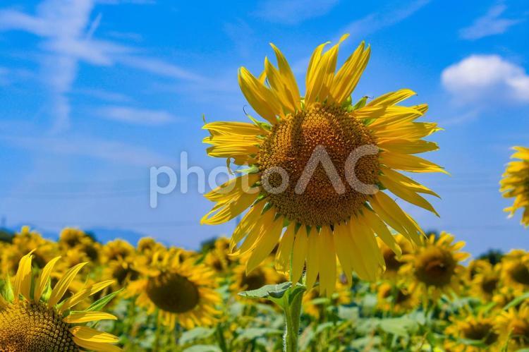 夏イメージ〜青空とヒマワリ畑 夏イメージ,ひまわり,ひまわり畑の写真素材