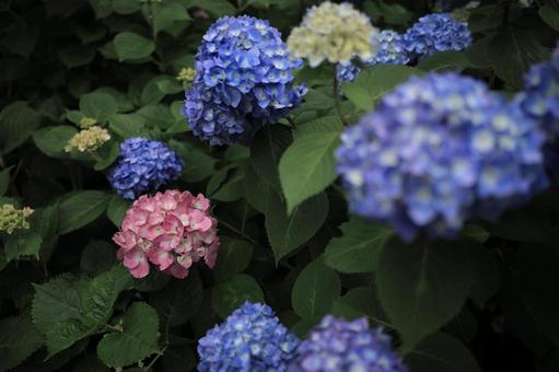 Colorful hydrangea, JPG Colorful hydrangea, JPG