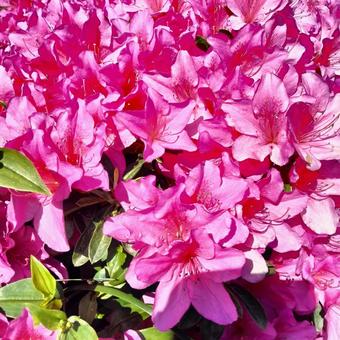 花202304272016 花202304272016の写真