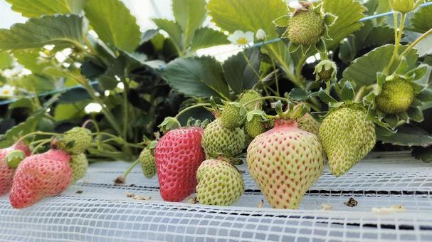 House cultivation strawberry 008, स्ट्रॉबेरी, स्ट्राबेरी उठा, स्ट्रॉबेरी, JPG