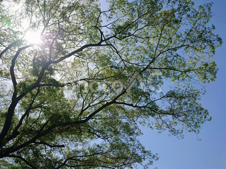 光が差し込む木 自然,太陽,木の写真素材
