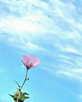 花と空 花と空の写真