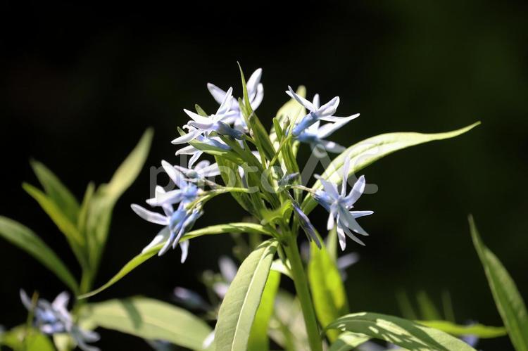 チョウジソウの花 チョウジソウ,花,青色の花の写真素材