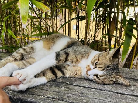 ネコ 動物,癒し,生き物の写真素材