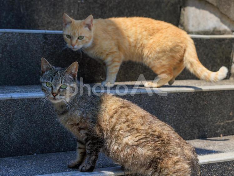 猫の島で出会った仲良し猫です。 猫,野良猫,地域猫の写真素材