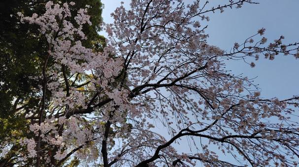 桜と青空 桜と青空の写真