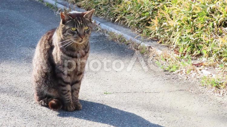 綺麗な姿勢で日向ぼっこするもふもふな猫様 猫,キジトラ,日向ぼっこの写真素材