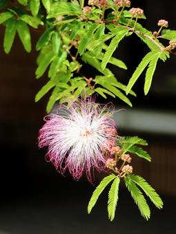 Plant Silk Tree, JPG Plant Silk Tree, JPG