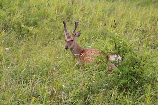 エゾシカ エゾシカ,鹿,野生の写真素材