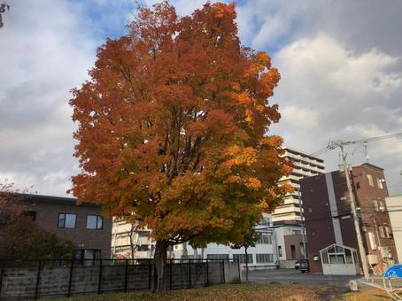 紅葉した木 紅葉,木,赤の写真素材