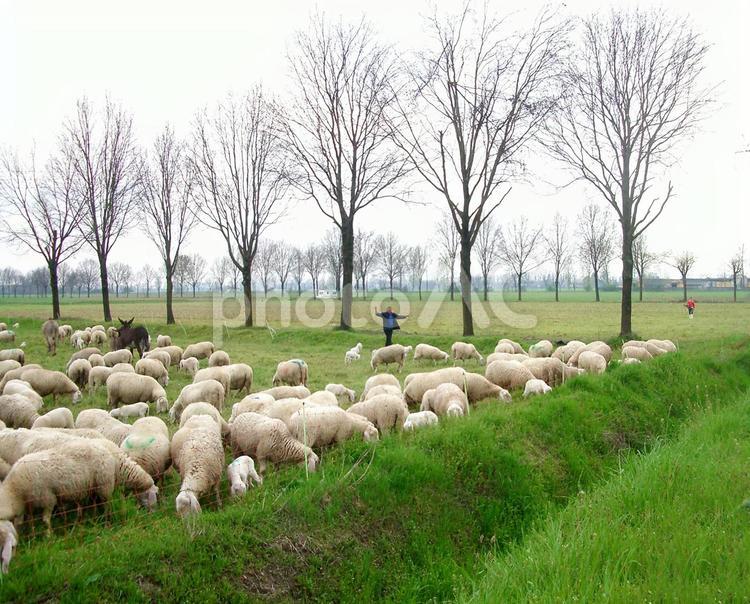 北イタリアの伝統　羊飼いが街に来る 羊,イタリア,放牧の写真素材