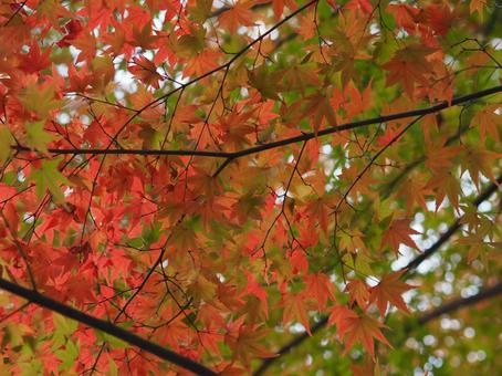 青赤紅葉 青赤紅葉 紅葉,秋,カラフルの写真素材