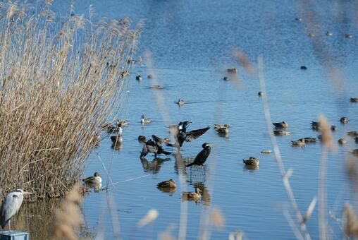 羽を広げてくつろぐカワウ カワウ,鵜,オナガガモの写真素材