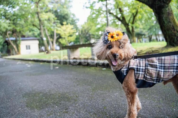 夏の公園で散歩するトイプードル トイプードル,トイプー,夏の写真素材