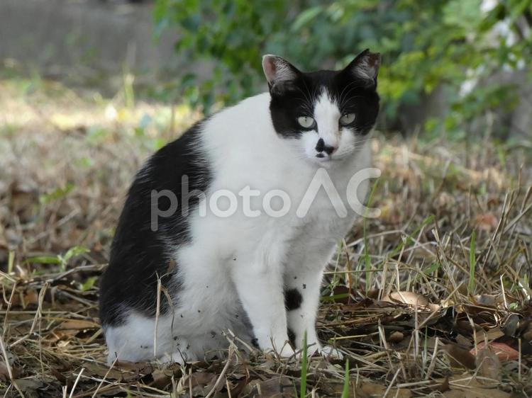 お顔の小さな野良猫 ねこ,猫,野良猫の写真素材