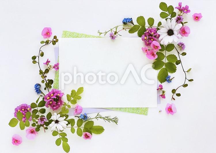 庭の花のフレーム素材 花,ナチュラル,素材の写真素材