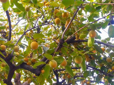 木の実 木,枝,葉の写真素材