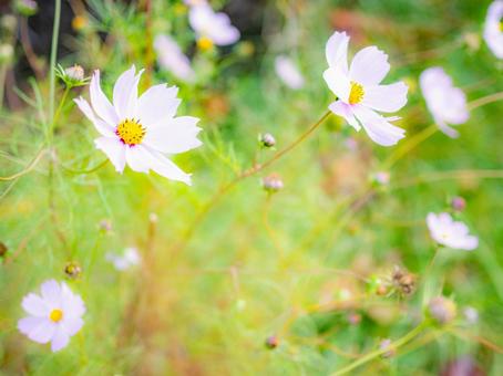 ほんわりしたコスモス コスモス,秋,背景の写真素材