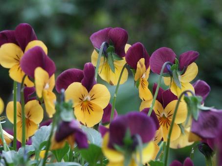 Photo, flower, winter and spring, viola, 