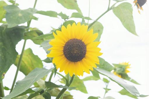 ひまわり ひまわりの写真