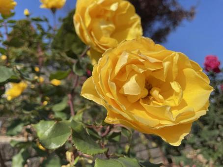 薔薇 薔薇の写真