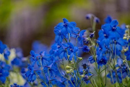 牛島のフジ2025年 藤花園,オオバナヒエンソウ,花の写真素材