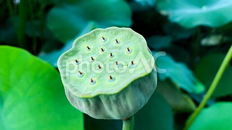 佐賀の蓮のつぼみ 蓮,つぼみ,佐賀の写真素材