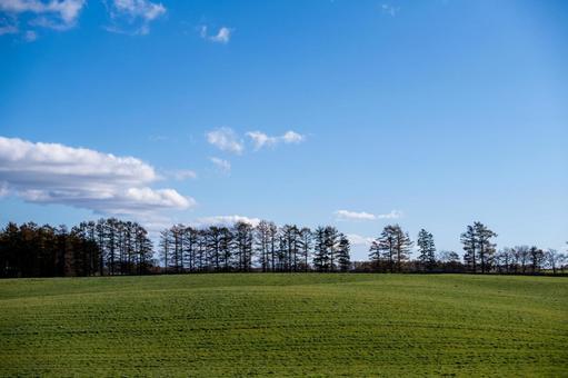 青空と防風林の連なる広野 カラマツ,牧草地,緑の写真素材