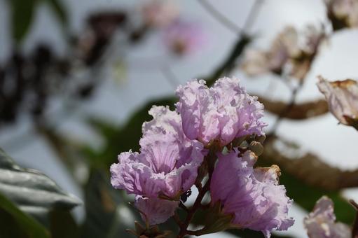 Photo, light purple, crape myrtle, flower, 