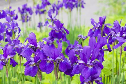 Iris blooming in early summer 2, JPG