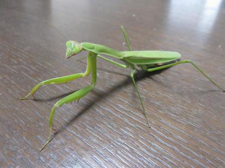 オオカマキリ カマキリ,昆虫,目の写真素材