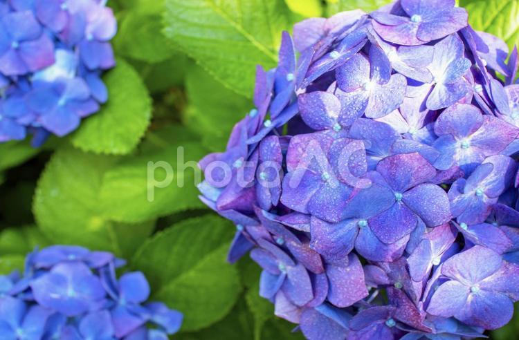 雨上がりの満開の青紫色のあじさいの画像 あじさい,花,紫の写真素材