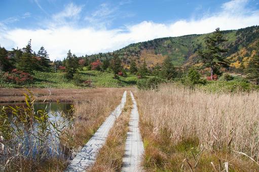 芳ヶ平湿原 芳ヶ平湿原の写真