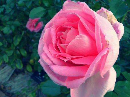 ピンクバラの写真