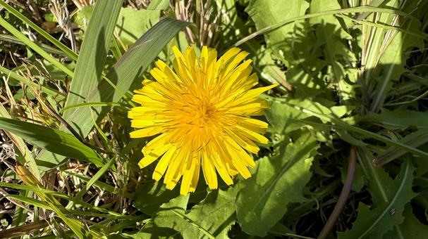 黄色いタンポポ　たんぽぽ　11月の蒲公英 蒲公英,ダンデライオン,黄色い花の写真素材
