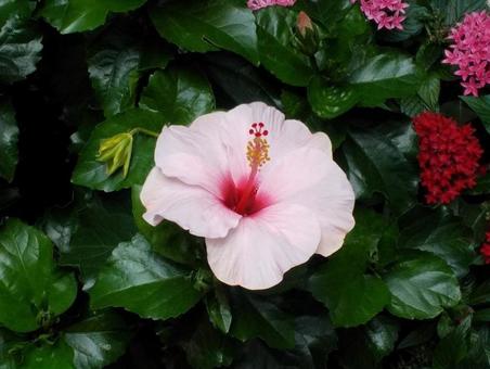 ハイビスカスの写真