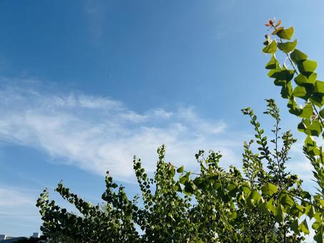 爽やかな秋の空と、緑の木の枝の葉 爽やかな秋の空と、緑の木の枝の葉 木,枝,林の写真素材
