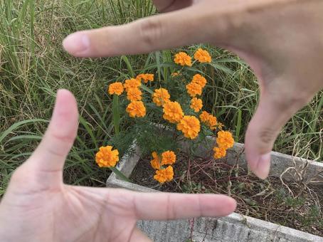 指フレームで撮ったマリーゴールド②の写真
