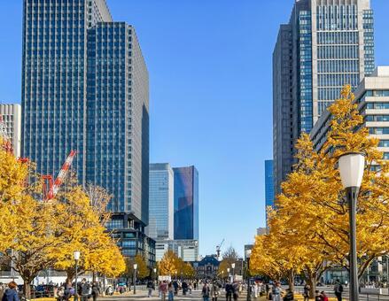 黄色く色づいた銀杏並木とそびえる高層ビル 銀杏並木,落ち葉,行幸通りの写真素材