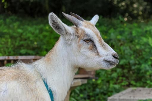ヤギ ヤギ ヤギ,山羊,角の写真素材