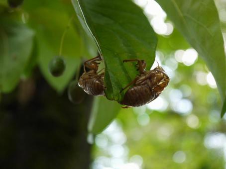 葉っぱの両面にセミの抜け殻 セミの抜け殻,セミ,虫の写真素材