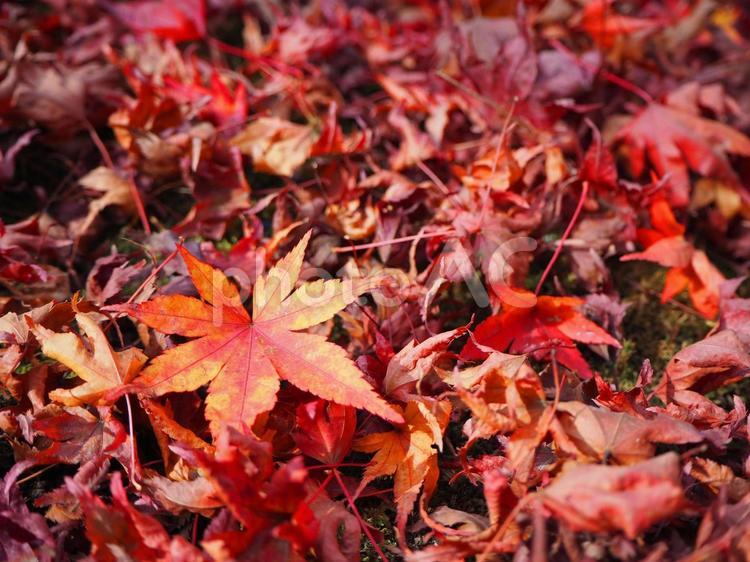もみじの絨毯 紅葉,晩秋,赤の写真素材