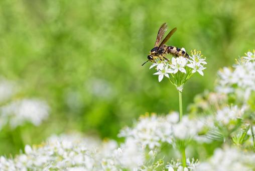 河原の白い花に留まるオオモンツチバチ 河原の白い花に留まるオオモンツチバチ オオモンツチバチ,大紋土蜂,蜂の写真素材