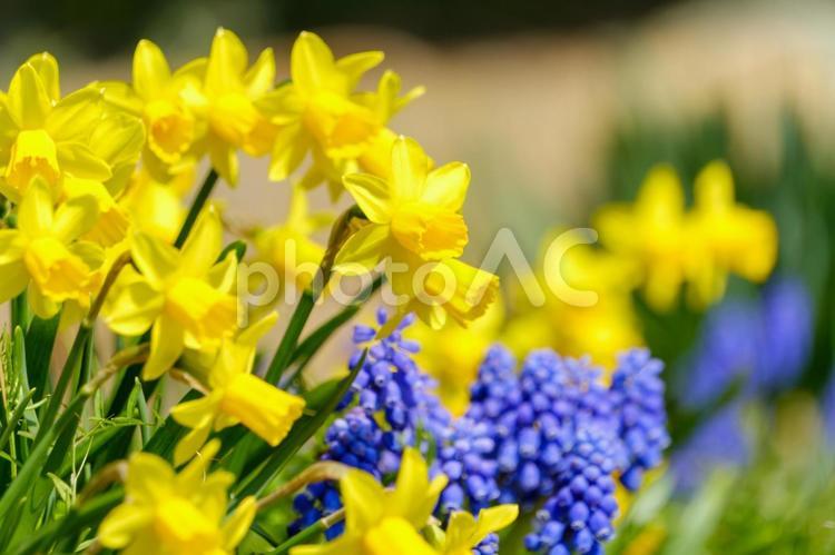 スイセンとムスカリが彩る春の花壇 スイセン,ムスカリ,花の写真素材