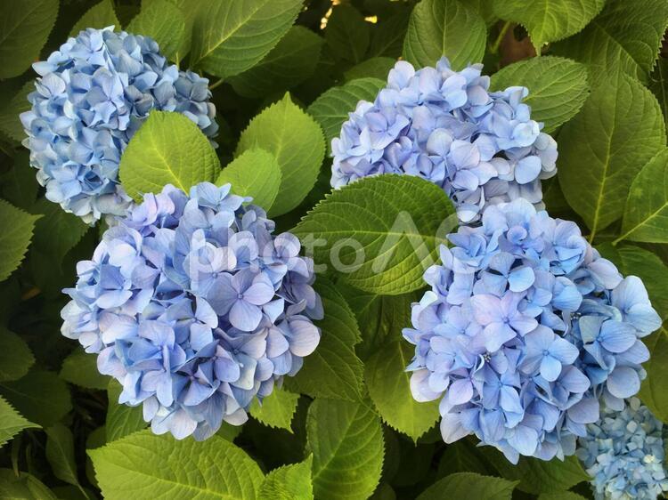 あじさい　hydrangea アジサイ,あじさい,紫陽花の写真素材