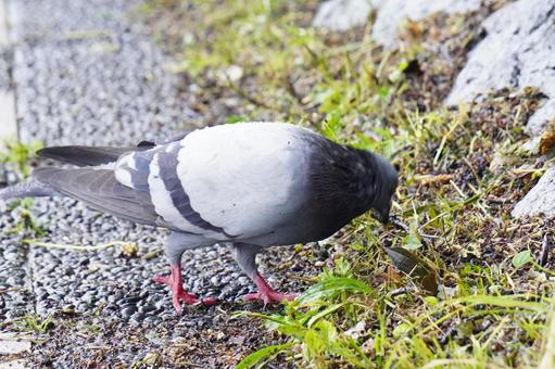 Pigeons, JPG Pigeons, JPG