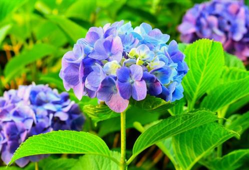 西日と紫陽花たち 西日と紫陽花たちの写真