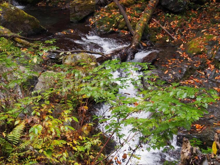 秋の横川渓谷 秋の横川渓谷,紅葉,渓谷の写真素材